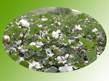 新疆棉花庫存見(jiàn)底 今年增產(chǎn)概率大